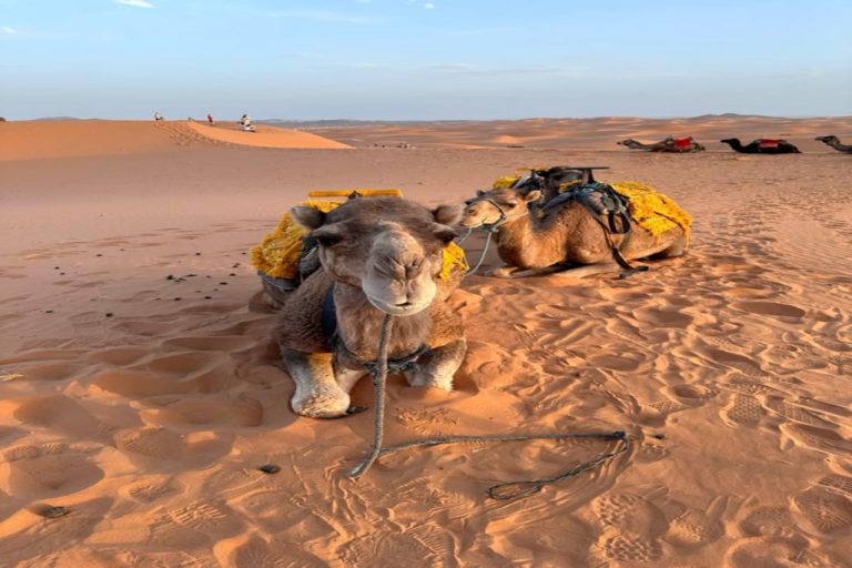Starry Tours Camel RIde