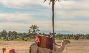 Starry Tours Agafay Desert Camel Ride Sunset and Dinner Show