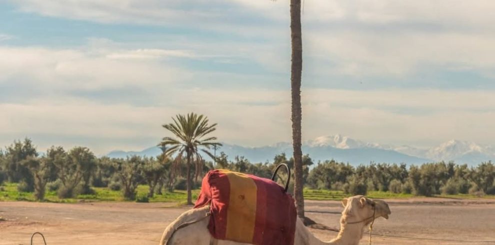 Starry Tours Agafay Desert Camel Ride Sunset and Dinner Show