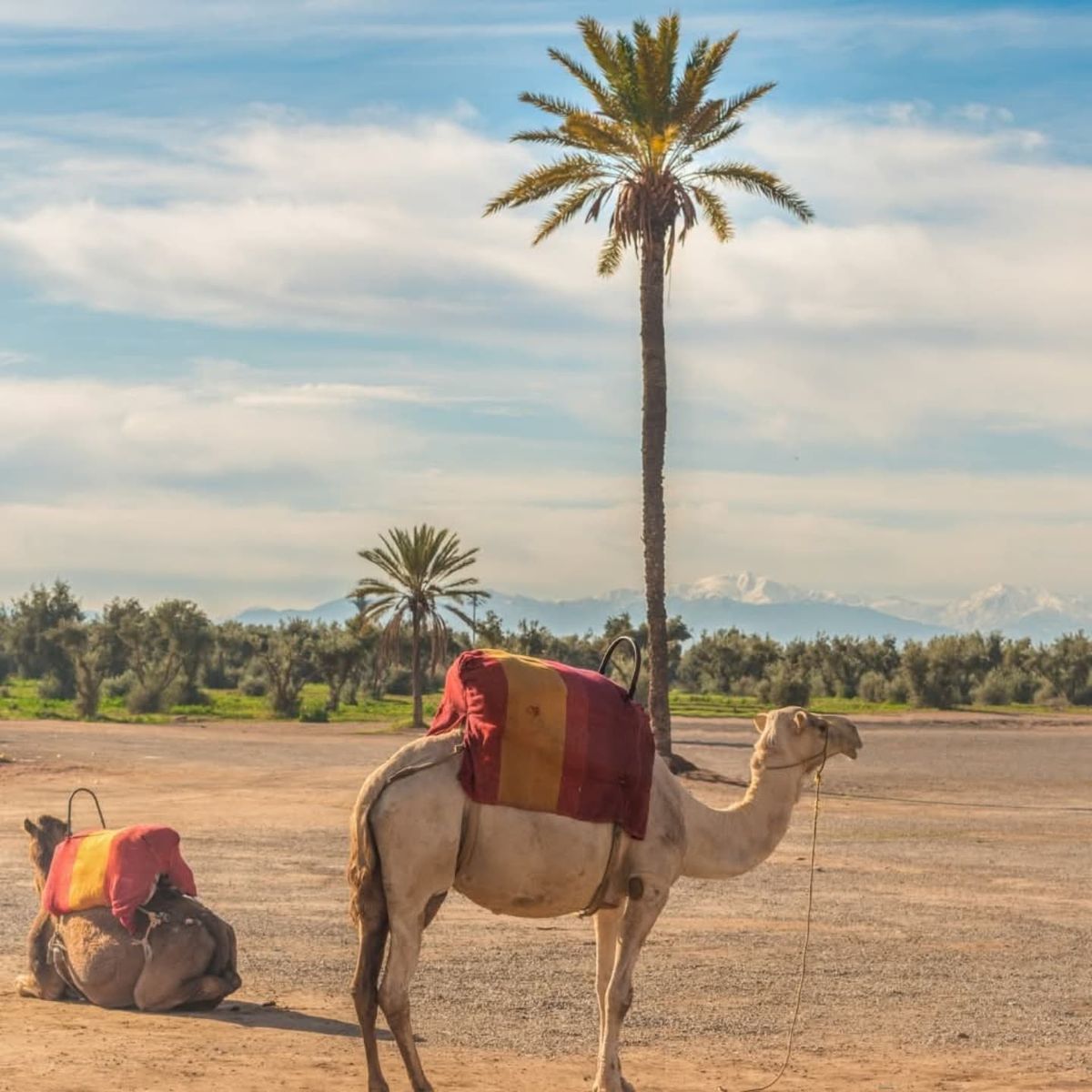 Starry Tours Agafay Desert Camel Ride Sunset and Dinner Show