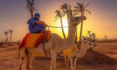 Starry Tours Camel Ride and Sunset view In Marrakech Palm Grove