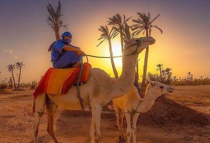 Starry Tours Camel Ride and Sunset view In Marrakech Palm Grove