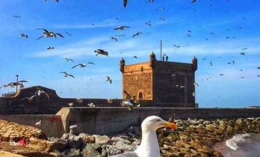 Starry Tours Full day trip to Essaouira, beach and Argan forest