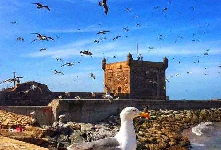 Starry Tours Full day trip to Essaouira, beach and Argan forest